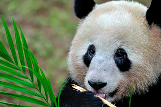 廣州動(dòng)物園